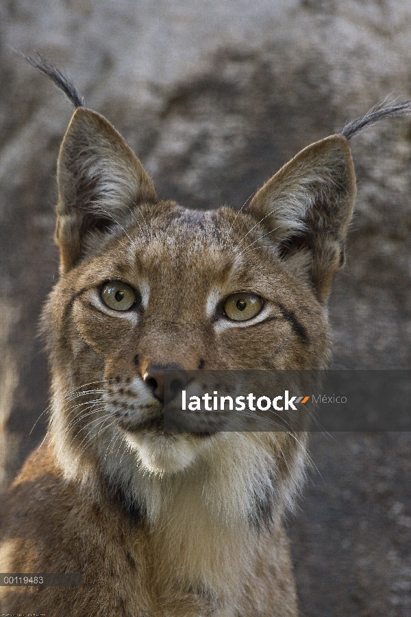 Retrato del lince eurasiático (lince del lince), nativo de Europa y Siberia, parque zoológico de San