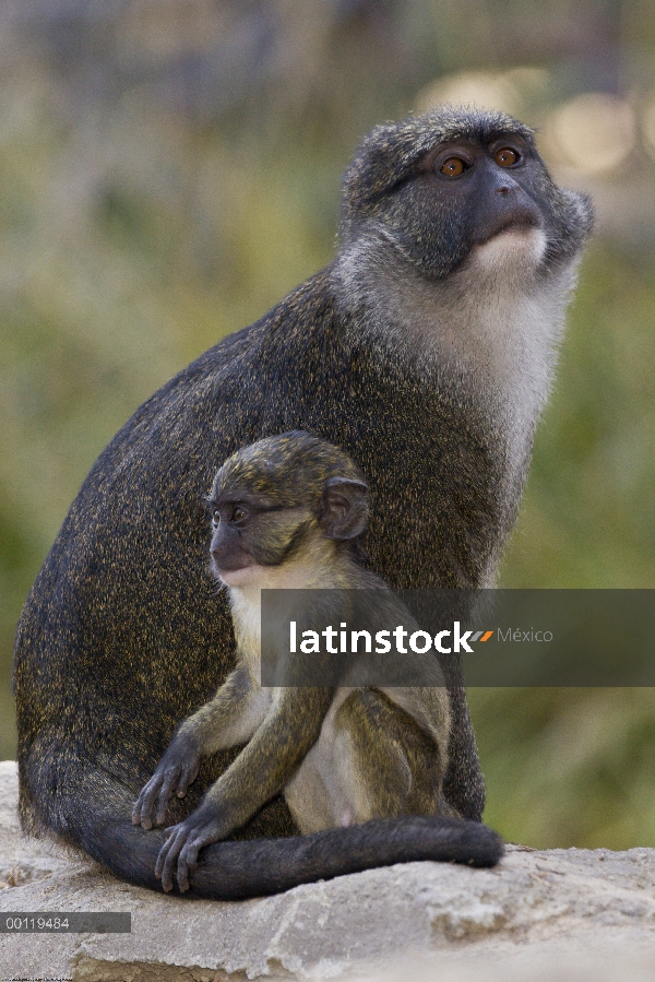 Mono del pantano (Allenopithecus nigroviridis) madre y bebé, nativo de Congo, parque zoológico de Sa