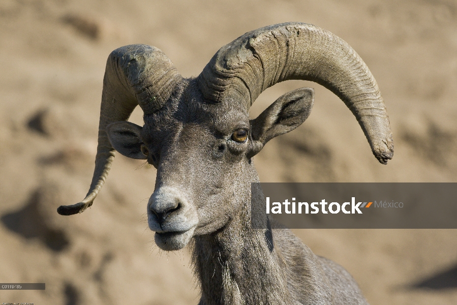 Hombre de Bighorn ovejas (Ovis canadensis), nativo de América del norte, San Diego Zoo Safari Park, 