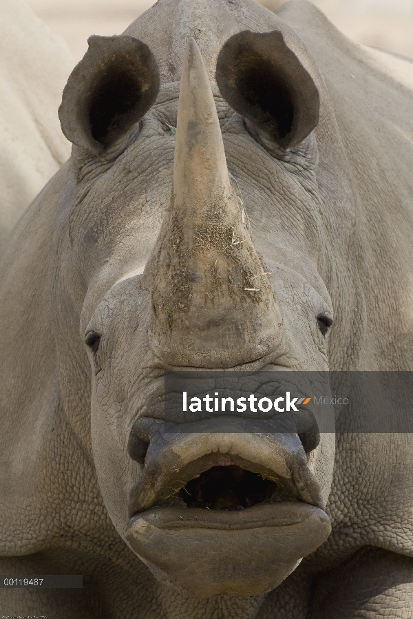 Rinoceronte blanco (simum de Ceratotherium) llamar, nativo de África, San Diego Zoo Safari Park, Cal