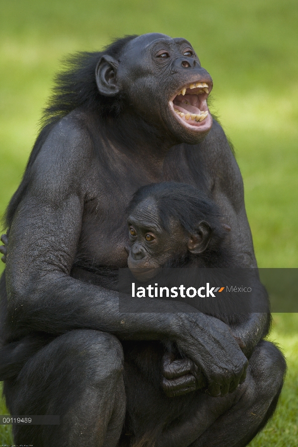 Bonobo (paniscus de la cacerola) madre y el bebé, especies en peligro de extinción nativas de África