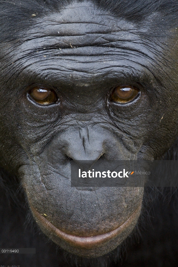 Retrato de Bonobo (paniscus de la cacerola), especies en peligro de extinción nativas de África, San