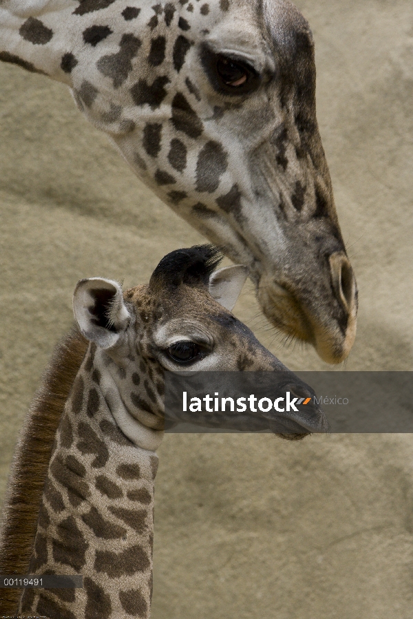 Masai jirafa (Giraffa tippelskirchi) madre y el becerro, nativo de África, zoológico de San Diego, C