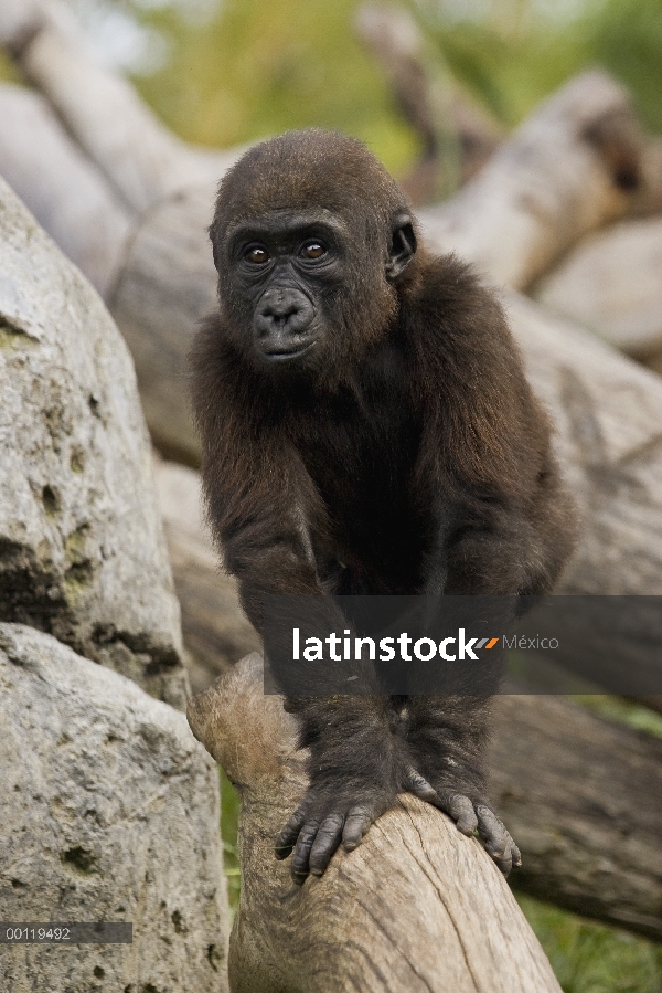 Bebé gorila occidental (Gorilla gorilla gorilla), extinción de especies nativas de África, zoológico