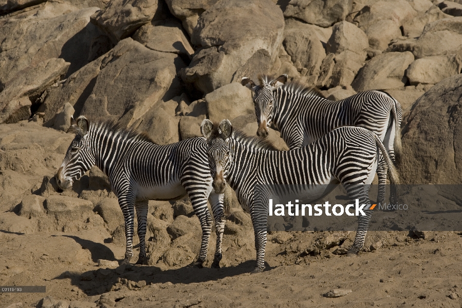 Trío de cebra de Grevy cebra (Equus grevyi), especies en peligro de extinción nativas de África, San