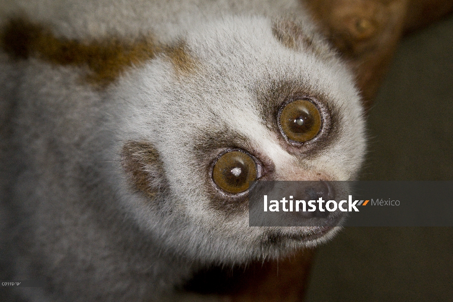 Retrato de Slow Loris (Nycticebus coucang), nativo de Borneo, zoológico de San Diego, California