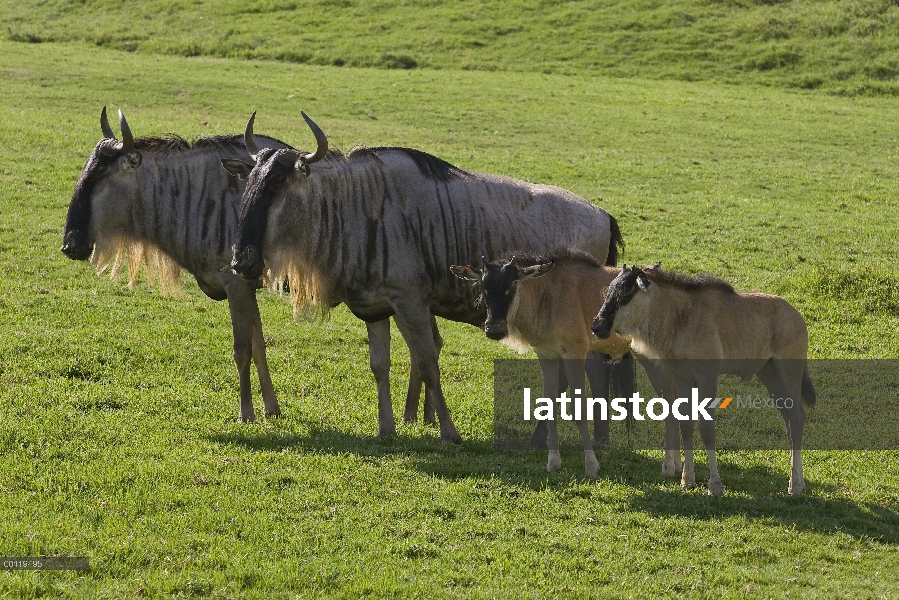 Barba blanca ñu (Connochaetes taurinus albojubatus) adultos y terneros, nativos de África, San Diego