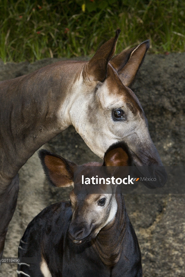 Okapi (Okapia johnstoni) madre y el becerro, nativo de África