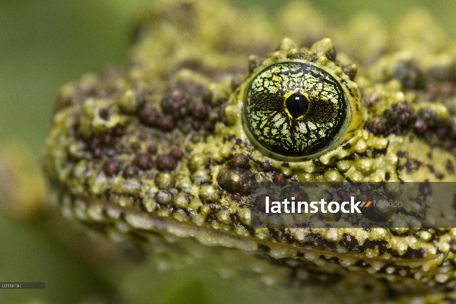 Rana de musgo (Vietnam corticale), nativo de Vietnam, zoológico de San Diego, California