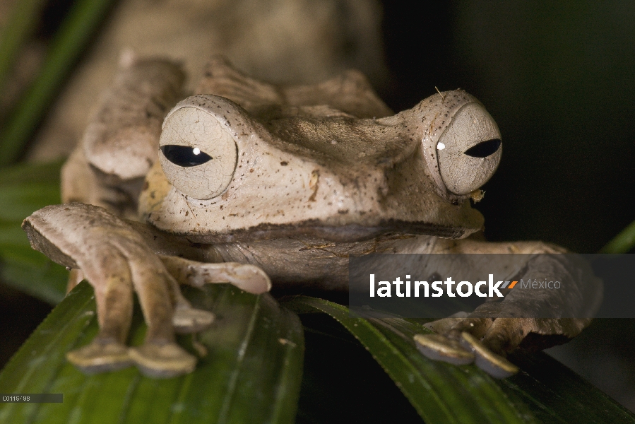 Rana orejas de Borneo (Polypedates otilophus), nativo de Borneo, zoológico de San Diego, California