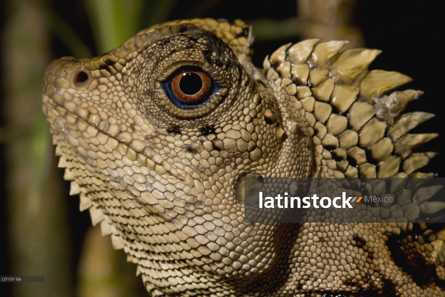 Retrato de camaleón bosque dragón (Gonocephalus chamaeleontinus), parque zoológico de San Diego, Cal