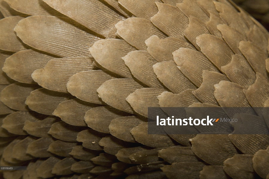 Árbol Pangolin (Manis tricuspis) escalas, nativo de África, zoológico de San Diego, California