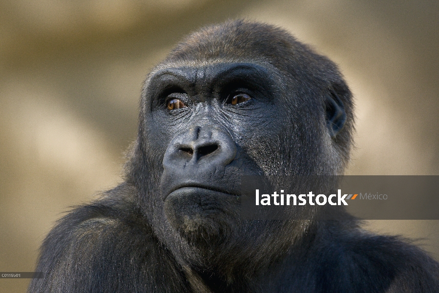 Retrato del gorila occidental (Gorilla gorilla gorilla), especie críticamente amenazada nativa de Áf