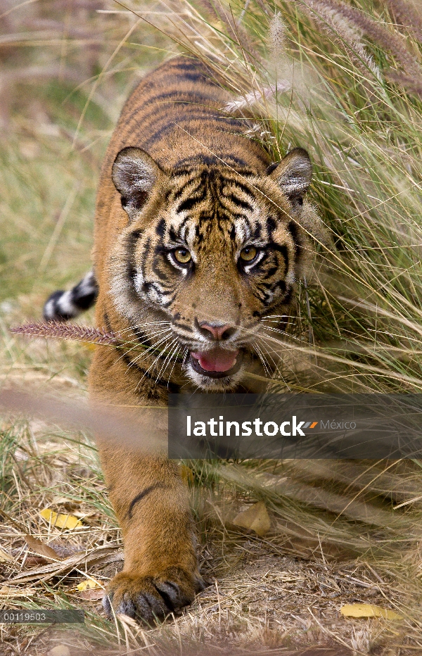 Cachorro de tigre (Panthera tigris sumatrae) de Sumatra, especie en peligro de extinción nativa de S