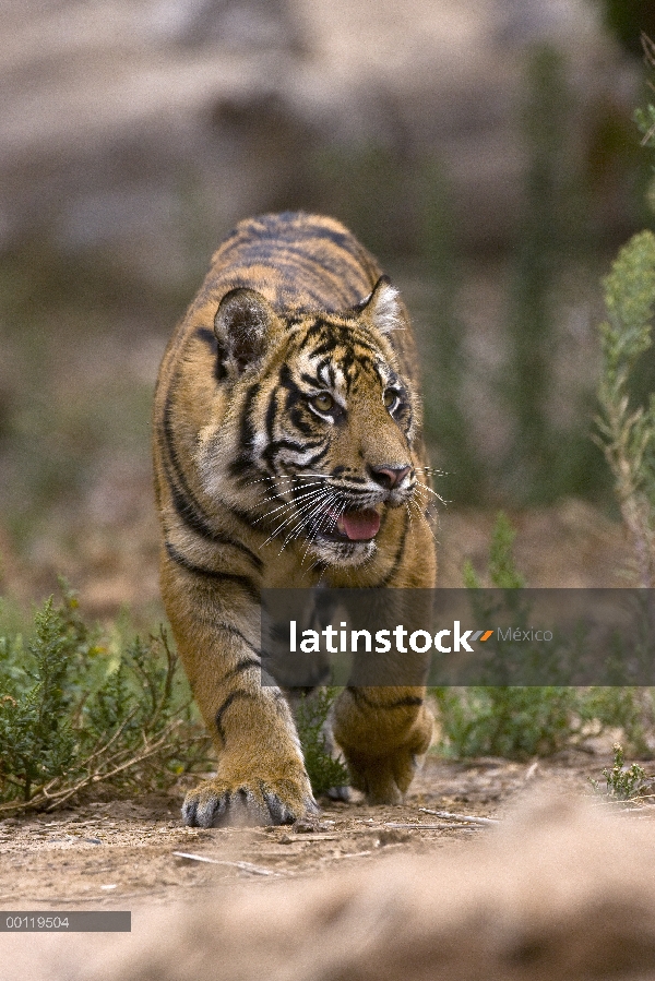 Cachorro de tigre (Panthera tigris sumatrae) de Sumatra, especie en peligro de extinción nativa de S