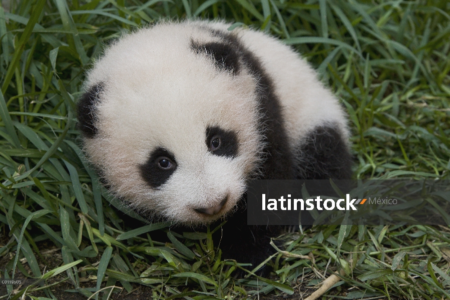 Bebé de Panda gigante (Ailuropoda melanoleuca), especies en peligro de extinción nativas de China, z