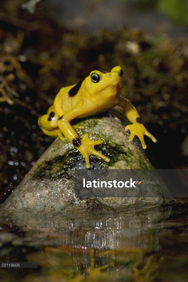 Rana Dorada de Panamá (Atelopus zeteki) en peligro crítico en especies nativas de Panamá, parque zoo