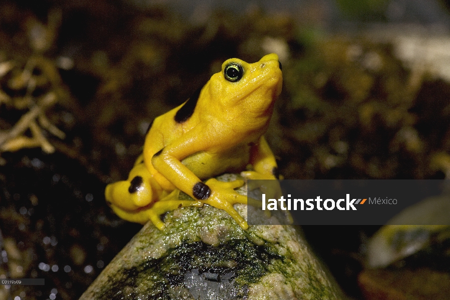 Rana Dorada de Panamá (Atelopus zeteki) en peligro crítico en especies nativas de Panamá, parque zoo