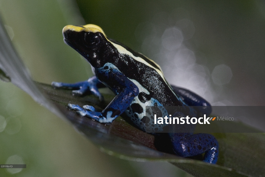 Teñido de ranas venenosas de la Rana venenosa (Dendrobates tinctorius) originaria de América del sur