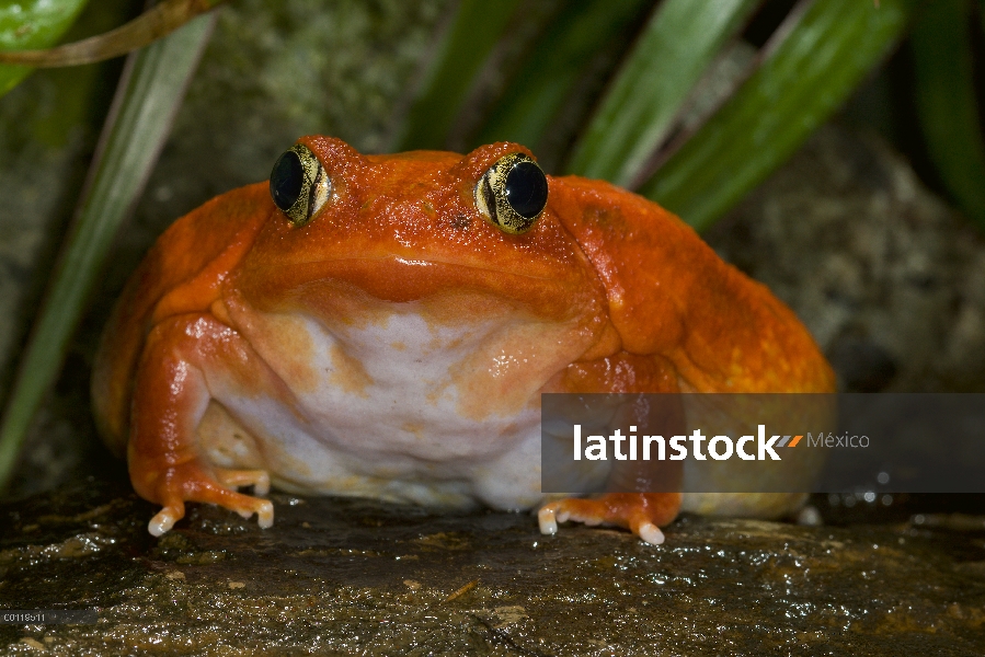 Rana tomate (Dyscophus antongilii) muy raro en la naturaleza y nativa de Madagascar, zoológico de Sa