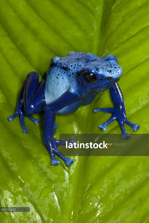 Blue Poison Dart Frog (Dendrobates azureus) muy pequeñas venenosa rana, las tribus indias utilizan v