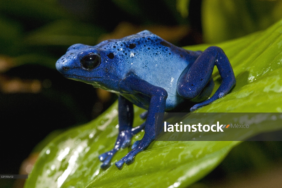 Blue Poison Dart Frog (Dendrobates azureus) muy pequeñas venenosa rana, las tribus indias utilizan v