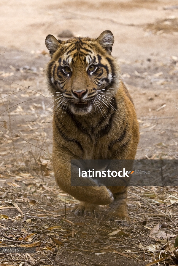 Cachorro de tigre (Panthera tigris sumatrae) de Sumatra funcionando, en peligro de extinción nativa 