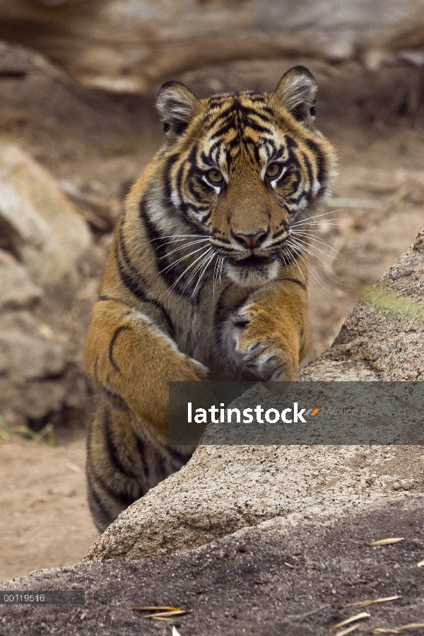 Cachorro de tigre (Panthera tigris sumatrae) de Sumatra saltando sobre rocas, especies en peligro de