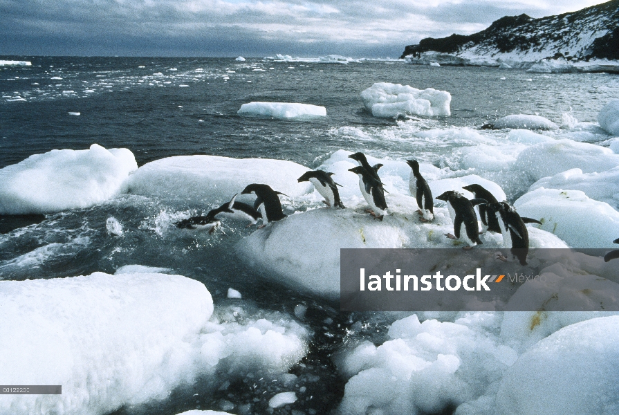 Grupo del pingüino de Adelia (Pygoscelis adeliae) caminando por el hielo de la Antártida