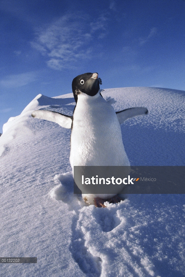 Pingüino de Adelia (Pygoscelis adeliae) con las alas extendidas, Antártida