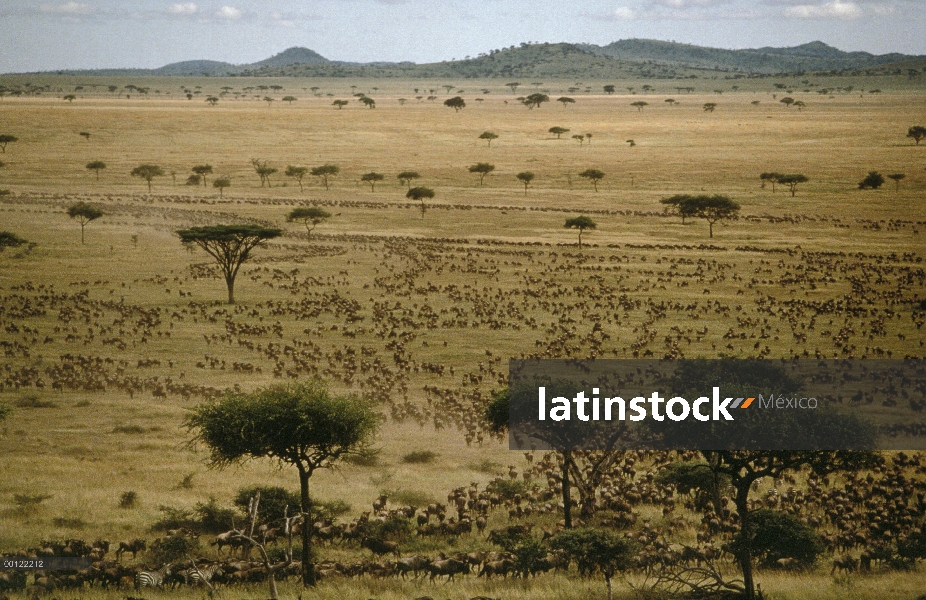 Azul manada de ñu (Connochaetes taurinus) migración, Parque Nacional del Serengeti, Tanzania