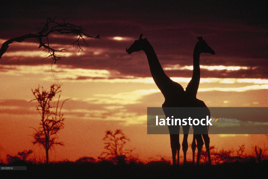 Par de Masai jirafa (Giraffa tippelskirchi) siluetas al atardecer, Parque Nacional del Serengeti, Ta