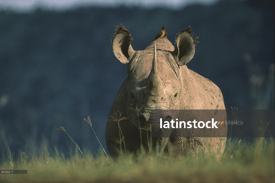 Retrato de rinoceronte negro (Diceros bicornis), cráter del Ngorongoro, Tanzania