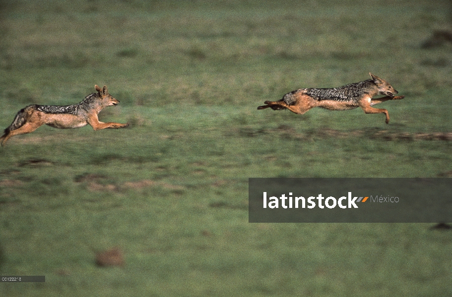 Par que Chacal (Canis mesomelas) negro funciona, Serengeti