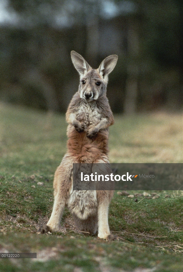 Canguro rojo (Macropus rufus) juvenil sentado erguido, Australia