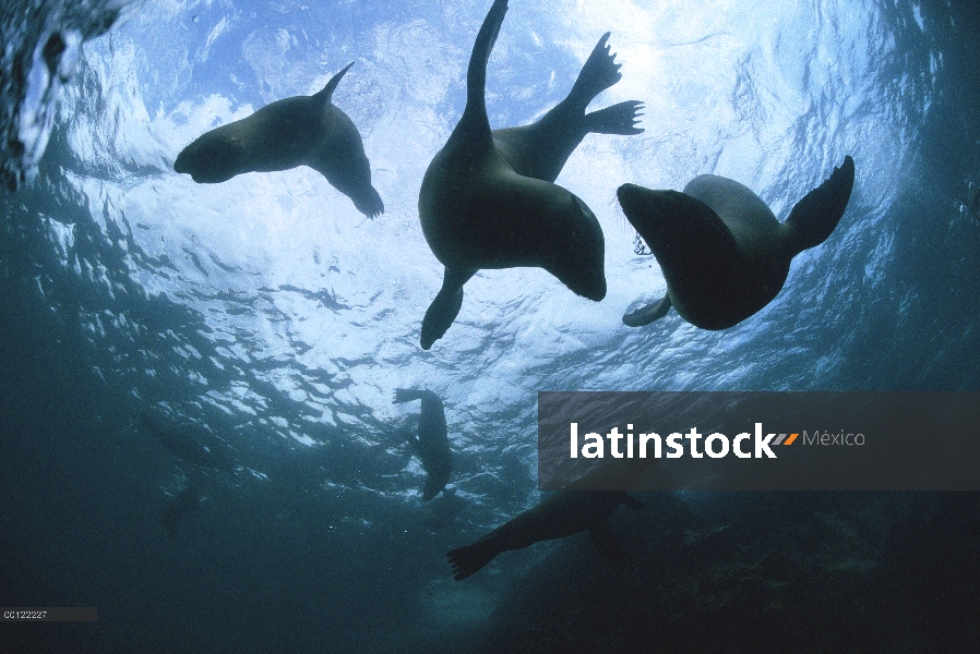 León marino de Galápagos (Zalophus wollebaeki) grupo jugando bajo el agua, las Islas Galápagos, Ecua