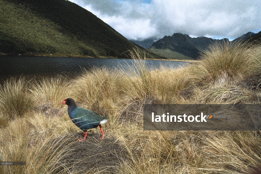 Takahe (Porphyrio mantelli) caminando a través de hierbas, se pensaba extinto, Isla Norte, Nueva Zel