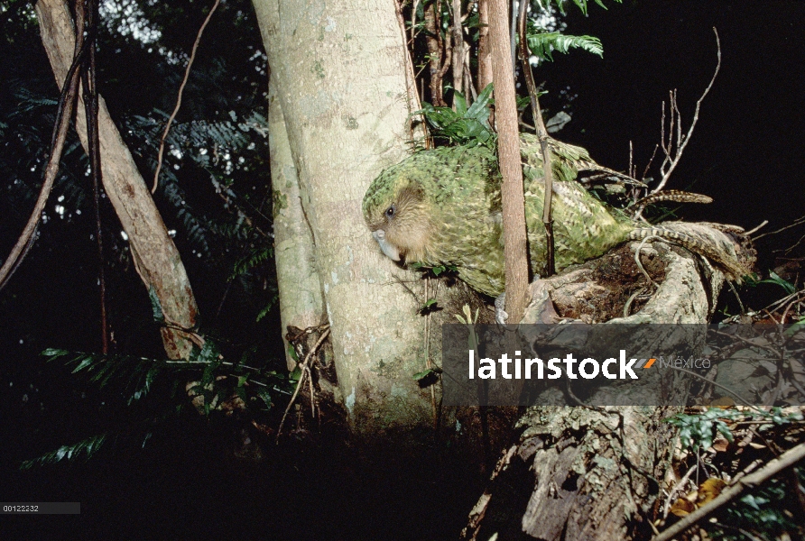 Retrato de Kakapo (Habroptilus de Strigops) en la noche, Nueva Zelanda