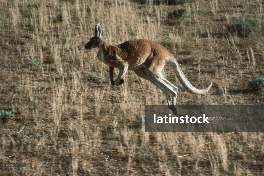 Canguro rojo (Macropus rufus), saltando a través de la hierba seca, Australia