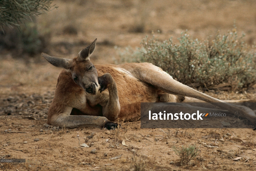 Hombre de canguro rojo (Macropus rufus) descanso, Australia