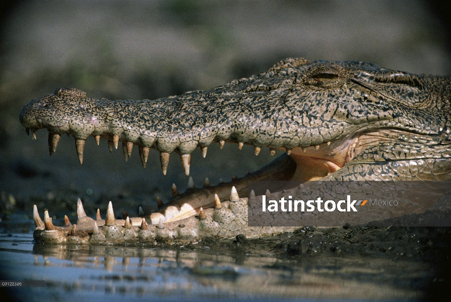 Agua dulce cocodrilo (Crocodylus johnstoni) con la boca abierta, Australia