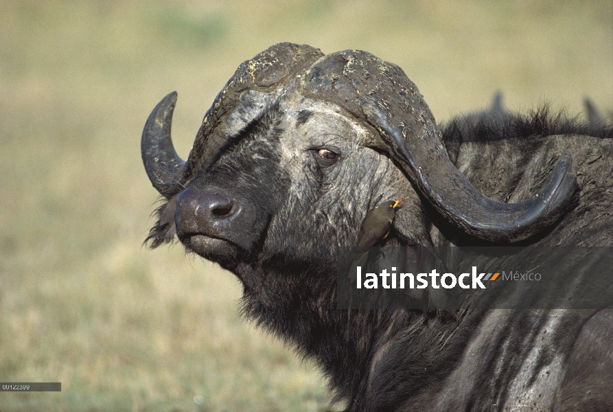 Búfalo de cabo (Syncerus caffer) mirando picabueyes de pico rojo (Buphagus erythrorhynchus), Parque 