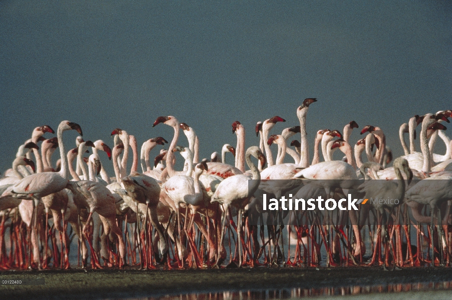 Bandada de flamencos (Phoenicopterus sp) en humedales, Parque Nacional del Serengeti, Tanzania