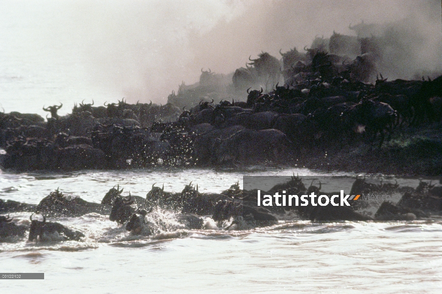 Wildebeest azul (taurinus de Connochaetes) manada río de paso durante la migración, Serengeti