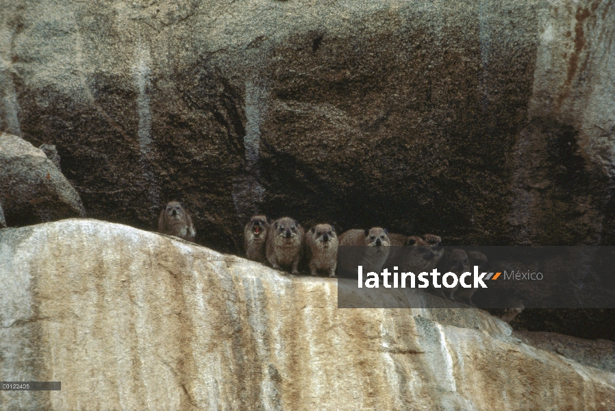 Grupo de rock Hyrax (Procavia capensis) en grieta de roca, Parque Nacional del Serengeti, Tanzania