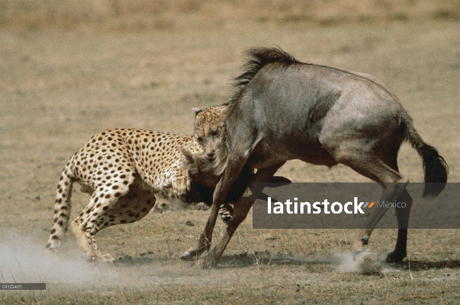 Guepardo (Acinonyx jubatus) atacando a ñu azul (Connochaetes taurinus), Serengeti, Tanzania