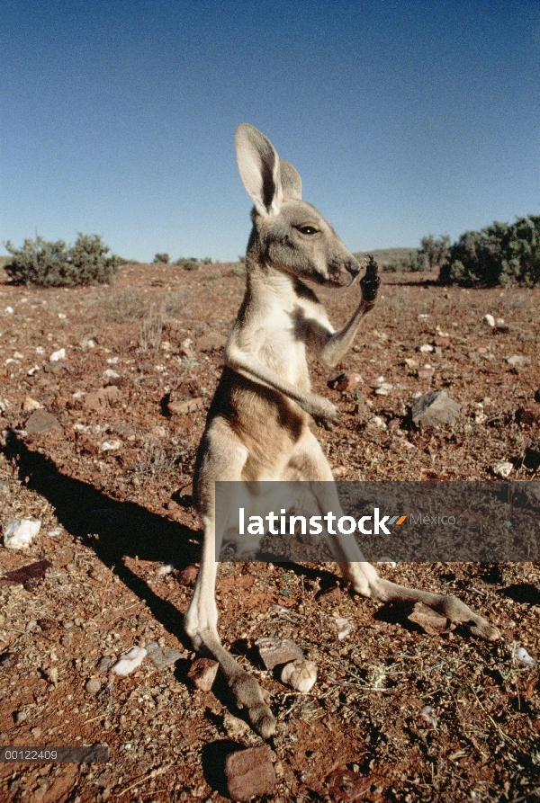 Juvenil de canguro rojo (Macropus rufus), rascarse la nariz, Australia