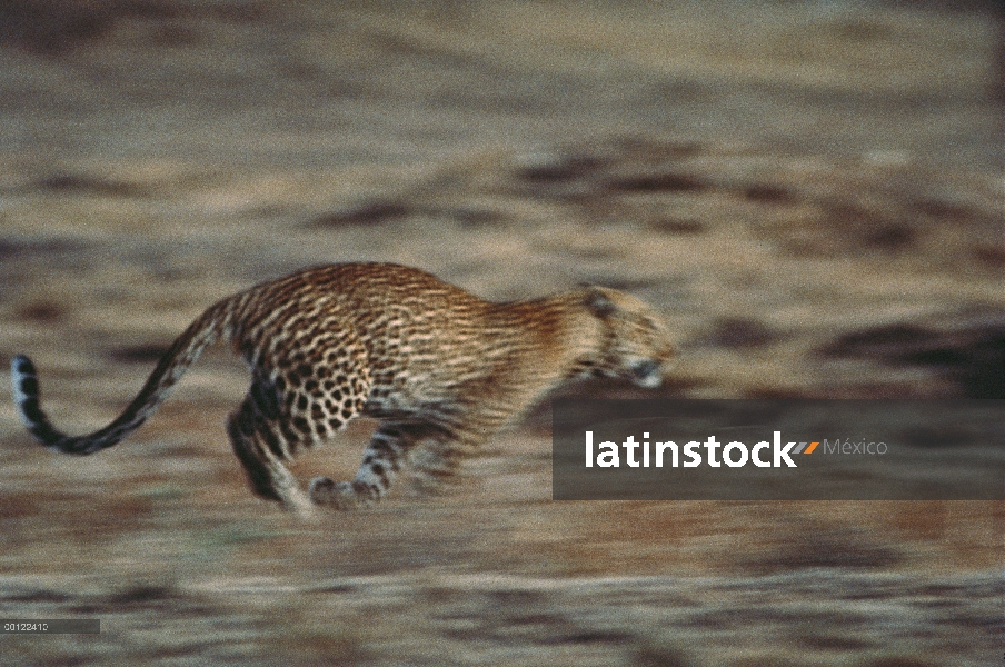 Leopardo (Panthera pardus) correr, Parque Nacional del Serengeti, Tanzania