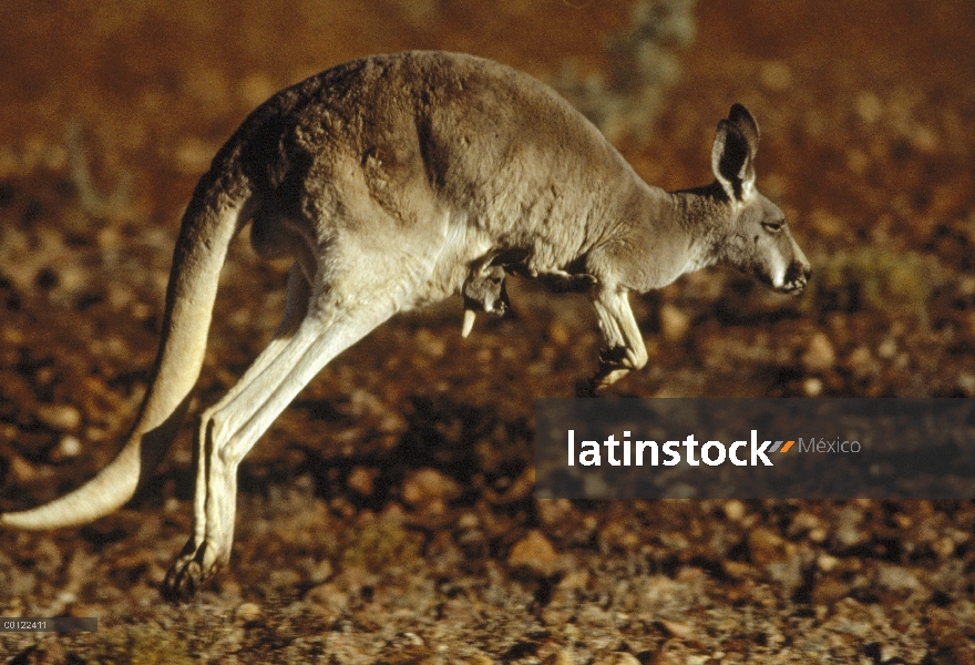 Canguro rojo (Macropus rufus) madre salto con jóvenes en bolsa, Australia