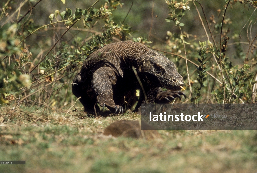 Dragón de Komodo (komodoensis de Varanus) caminar por hierba, Parque Nacional de Komodo, isla de Kom